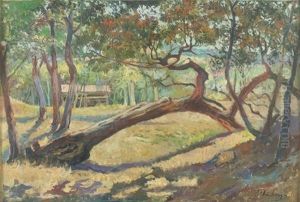 Sonnige Waldlandschaft Mit Umgesturztem Baum Sonnige Waldlandschaft Mit Umgesturztem Baum