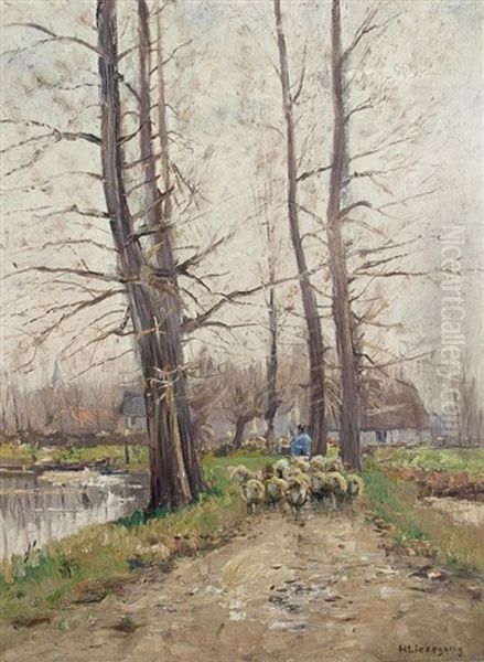 Schafe In Der Allee - view 1