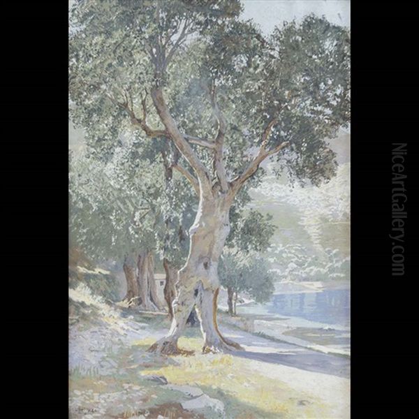 Ulivo - view 1