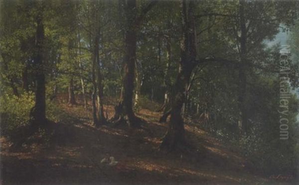 Sommerlicher Laubwald - view 1