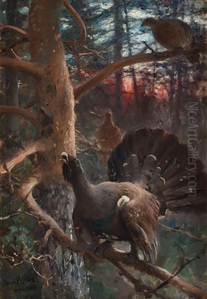 Tjaderlek (capercaillies Singing) - view 1