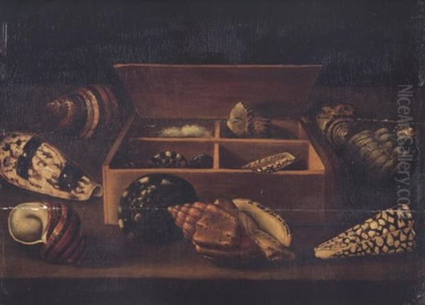 A Still Life Of Shells In A Wooden Box Surrounded By Other Shells, Including Turbo Petholatus, Conus Imperialis, Turbo Bruneus And Conus Marmoreus On A Table - view 1