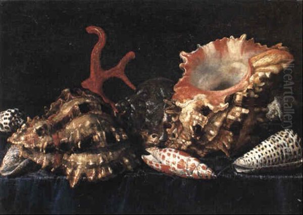 Exotic Shells And Coral On A Draped Table - view 1