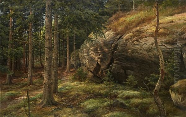 Forest - view 1