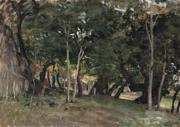 The Forest - view 1