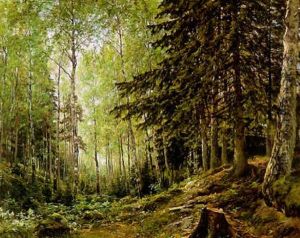 Valoa Metsassa by Berndt Adolf Lindholm