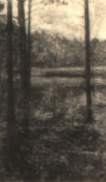 Forest - view 1