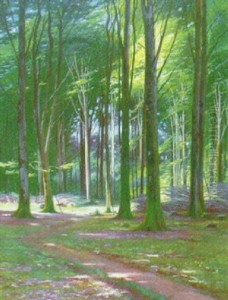 Solstralar Genom Bokskog - view 1