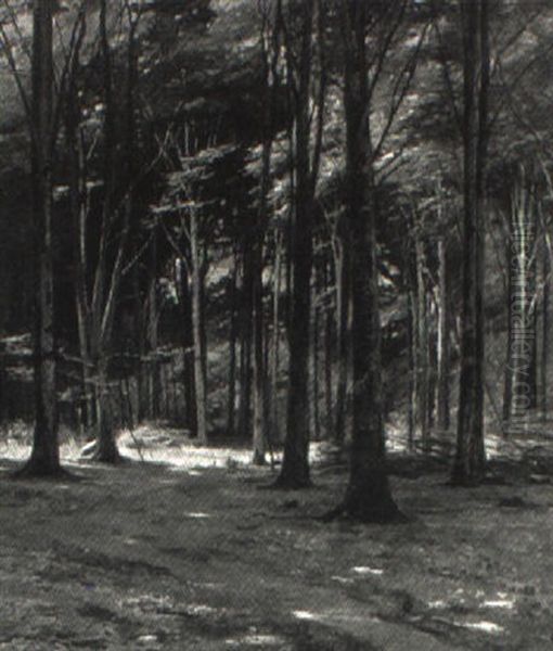 Bokskog - view 1