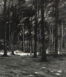 Bokskog by Axel Hjalmar Lindqvist
