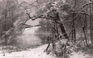 Verschneite Baume Am Waldweiher by Arvid Mauritz Lindstroem