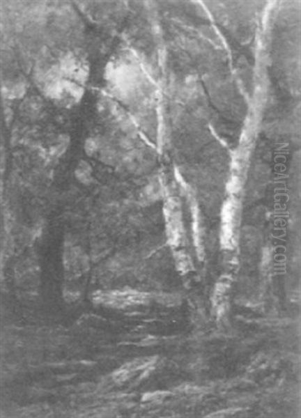 Forest Clearing - view 1