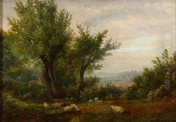 Sheep Grazing In The Pasture - view 1