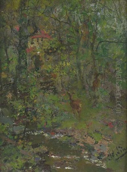 Reh An Einem Bachlauf Im Wald - view 1