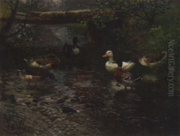 Enten Am Bachufer - view 1