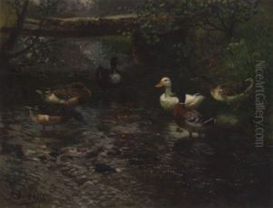 Enten Am Bachufer Enten Am Bachufer