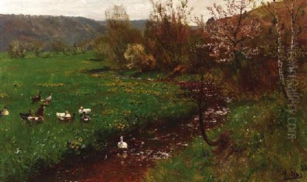 Enten Am Fruhlingshaften Bachlauf - view 1