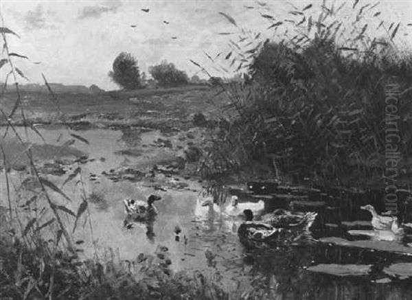 Ein Bachlauf Mit Enten - view 1