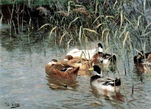 Enten Auf Dem Wasser Enten Auf Dem Wasser