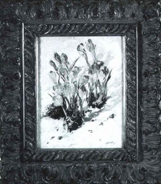Crocuses - view 1
