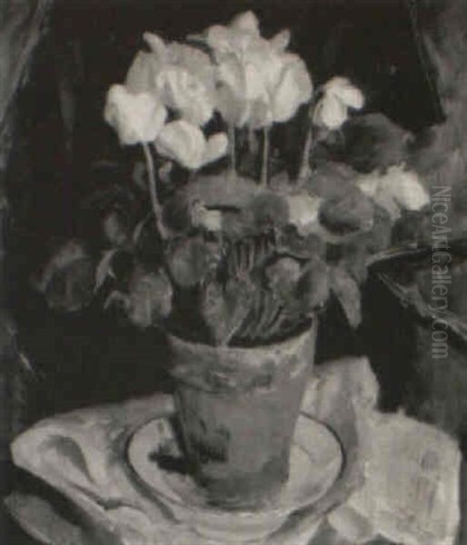 The White Cyclamen Plant - view 1