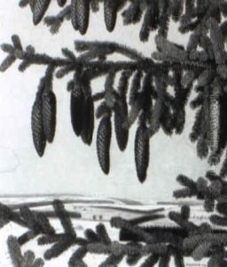 Fichtenzweig Mit Zapfen by Willibald Lischka