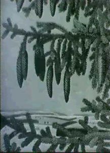 Fichte
