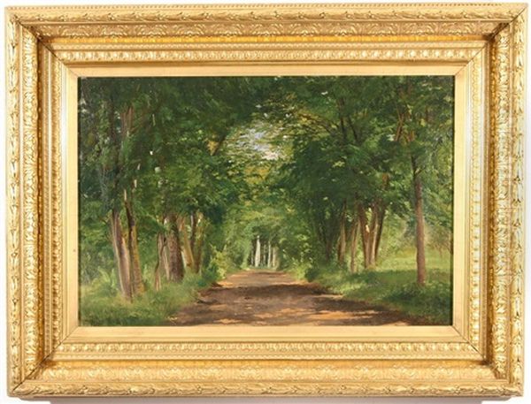 A Sunlit Path Through The Forest - view 1