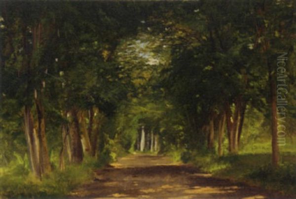 Forest Scape - view 1