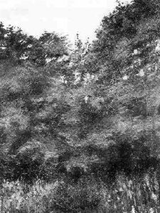 Wald Wald