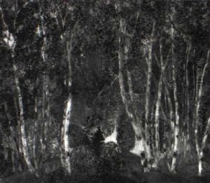 Birch Trees With Pond