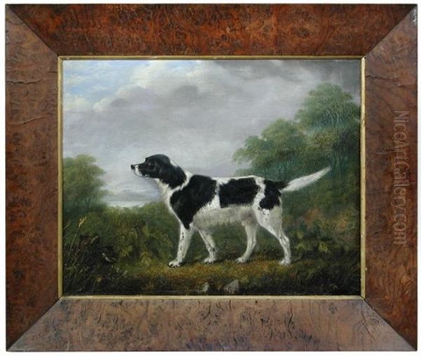 A Black And White English Springer Spaniel In A Landscape - view 1