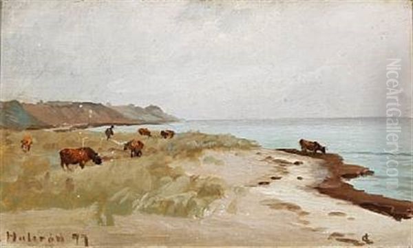 Beach Scene With Cows, Hulerod In Denmark - view 1