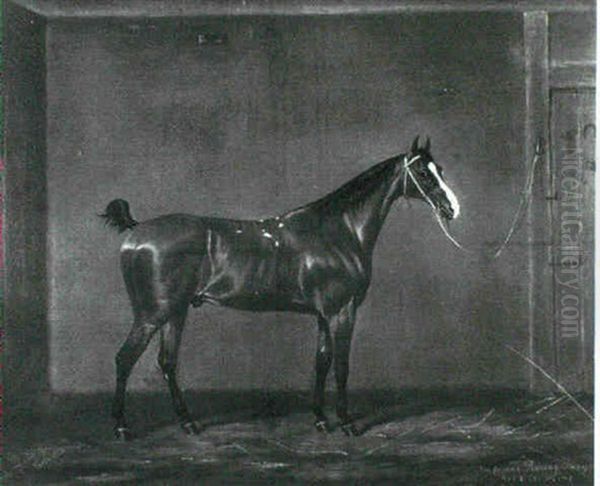 'mat O' The Mint', A Chestnut Racehorse In A Loose Box - view 1