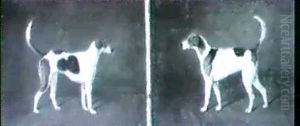 Study Of Two Hounds