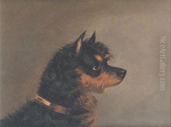 Norwich Terrier - view 1