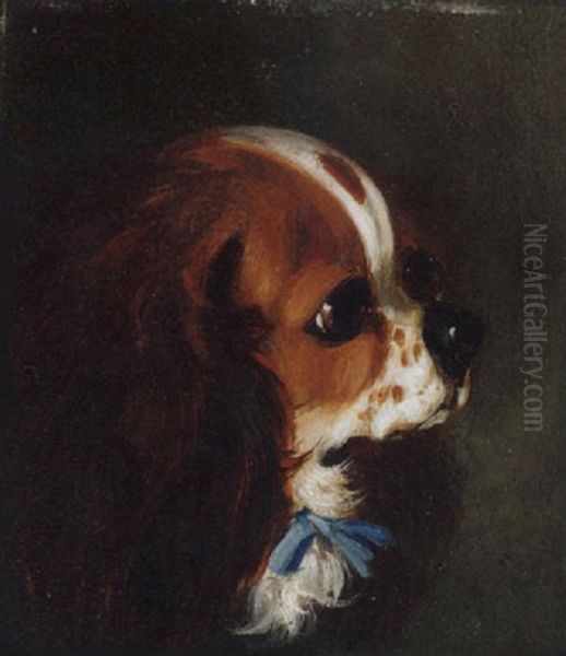 Cavalier King Charles Spaniel - view 1