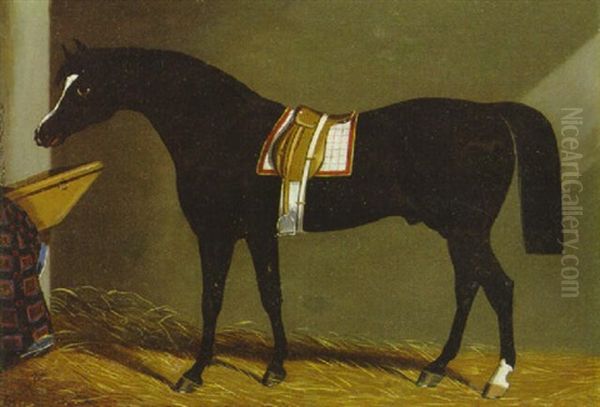 A Saddled Brown Hunter In A Loosebox - view 1