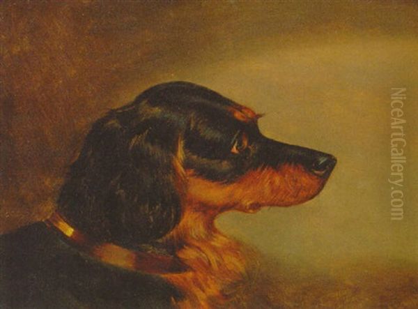 Spaniel - view 1