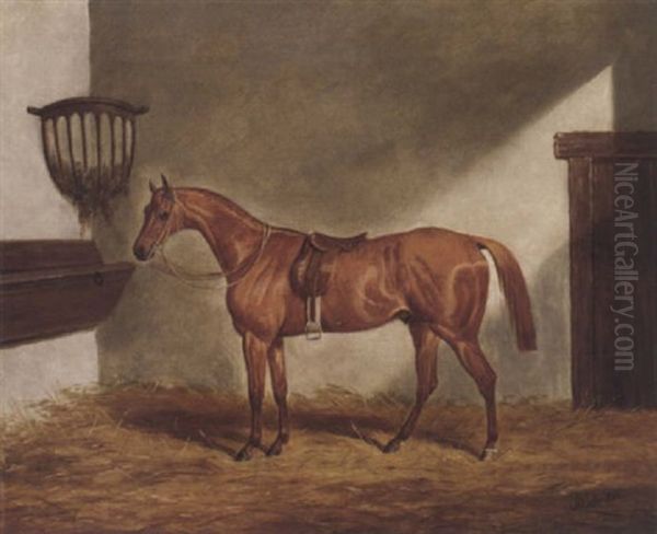 A Saddled Chestnut Hunter In A Stable - view 1