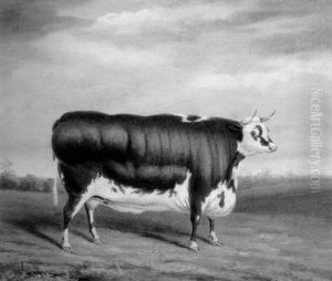 Portrait Of A Bovine Portrait Of A Bovine