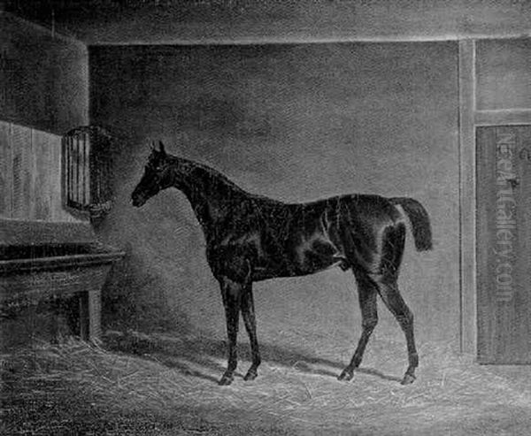 A Dark Bay Hunter In A Stable - view 1