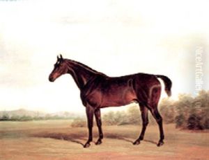 "old John," A Dark Bay Hunter In A Landscape