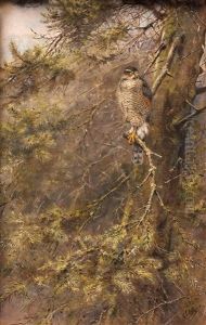 Sparrowhawk In An Old Larch by Edward George Lodge
