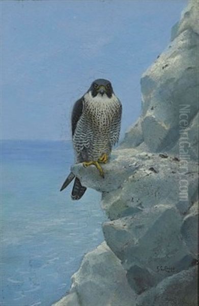A Peregrine Falcon On A Chalk Cliff - view 1