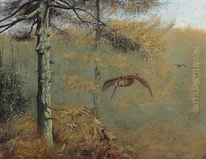 A Pair Of Woodcock On The Wing In A Pine Forest