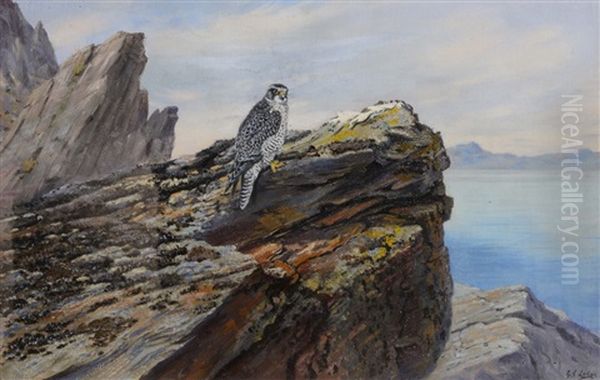 Peregrine Falcon, Hammerfest - view 1