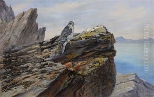 Peregrine Falcon, Hammerfest by George Edward Lodge