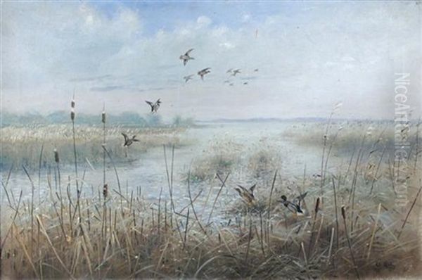 Mallard Rising In The Rushes - view 1