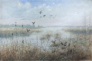 Mallard Rising In The Rushes